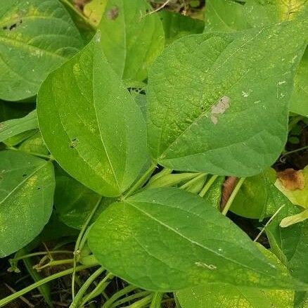 Amphicarpaea bracteata Hostoa