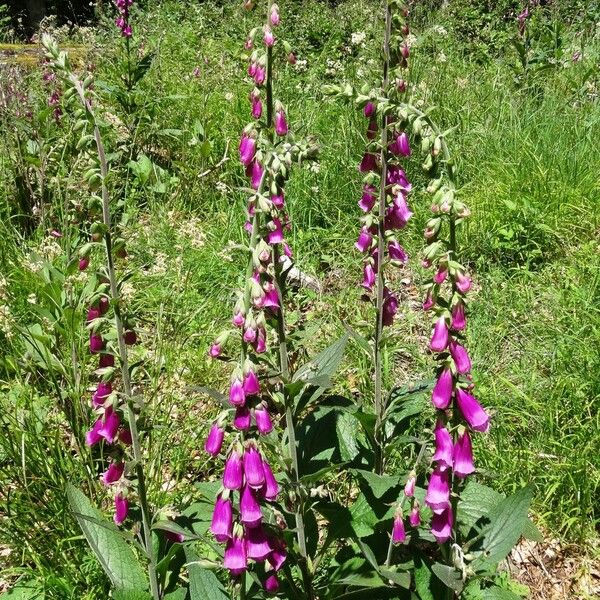 Digitalis purpurea Blomst