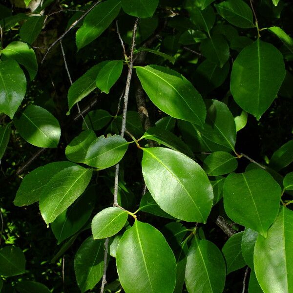 Prunus serotina Blad