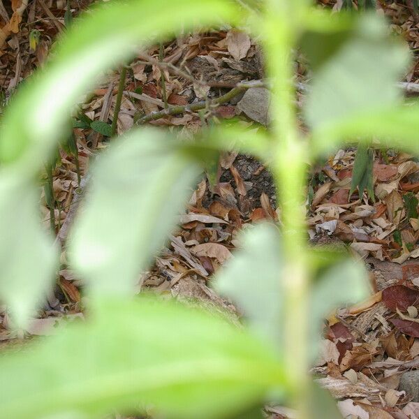 Bunchosia nitida Leaf