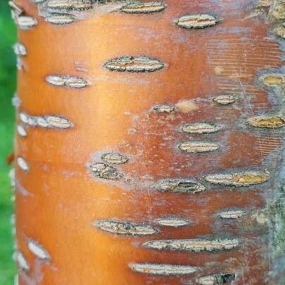 Prunus maackii Kabuk