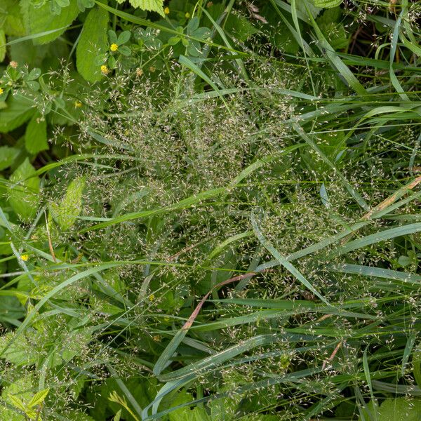 Agrostis gigantea Lorea