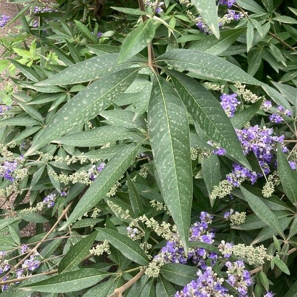 Vitex agnus-castus Folla