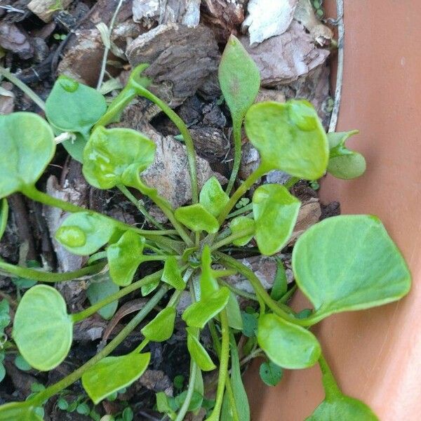 Claytonia perfoliata Blad