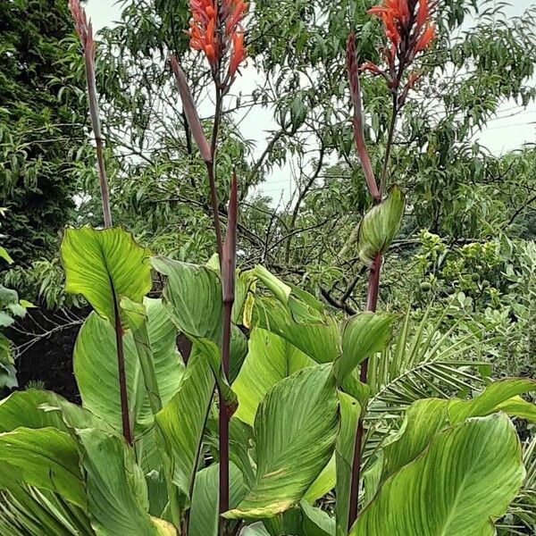 Canna indica 整株植物