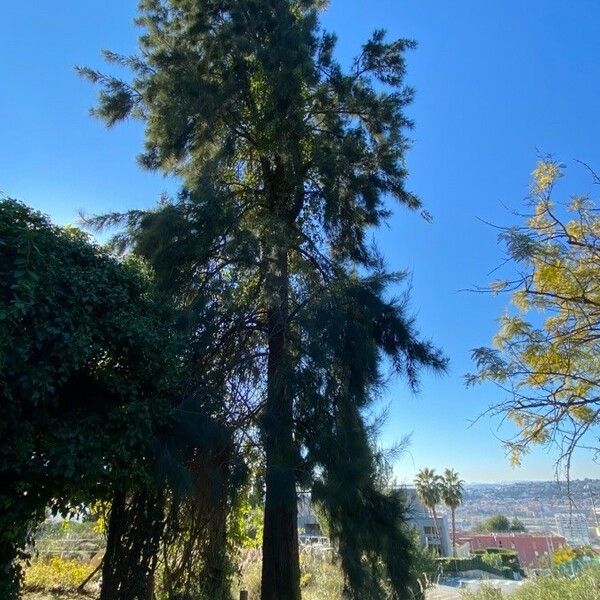 Casuarina cunninghamiana 整株植物