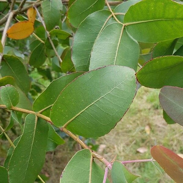 Eucalyptus globulus Leaf