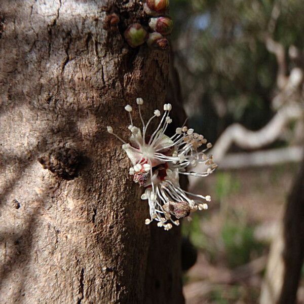 Eugenia ericoides