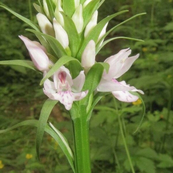 Dactylorhiza fuchsii Lorea