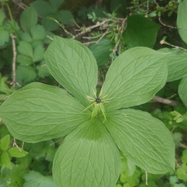 Paris quadrifolia Blomst