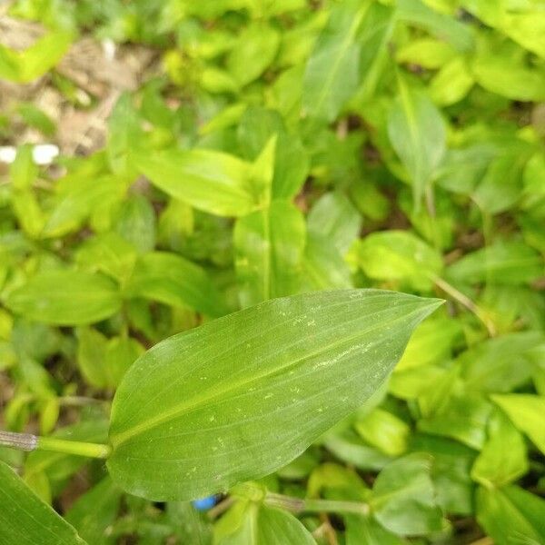 Commelina erecta পাতা