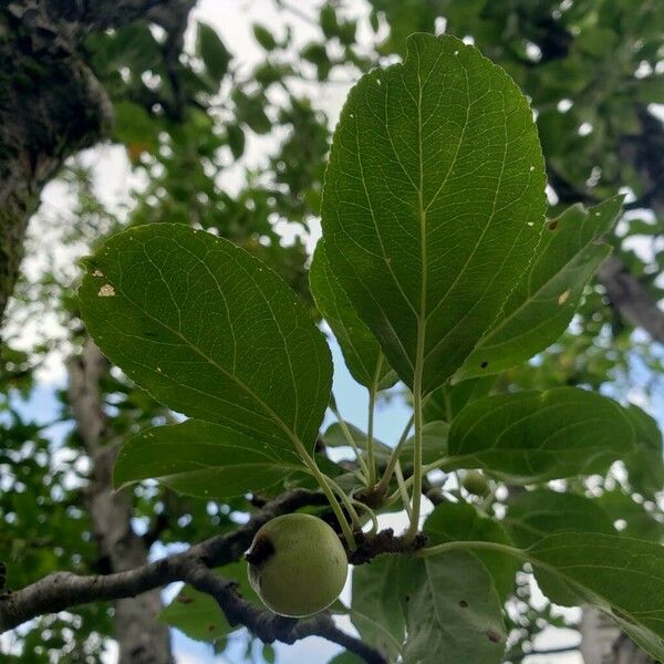 Malus prunifolia Лист