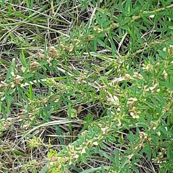 Lespedeza cuneata Buveinė