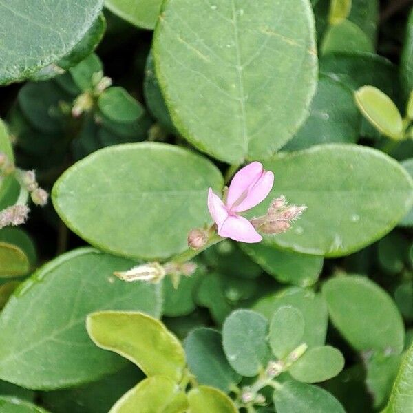 Desmodium scorpiurus പുഷ്പം