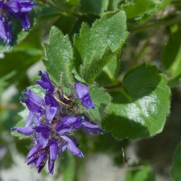 Paederota bonarota Flor