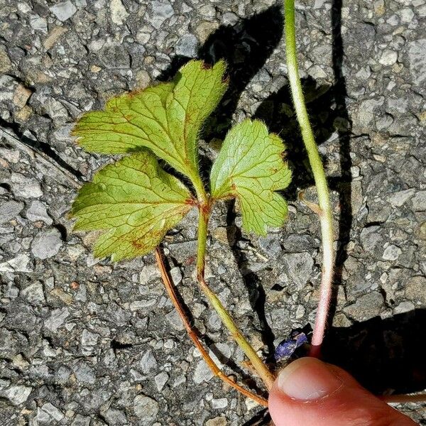 Waldsteinia fragarioides Blad