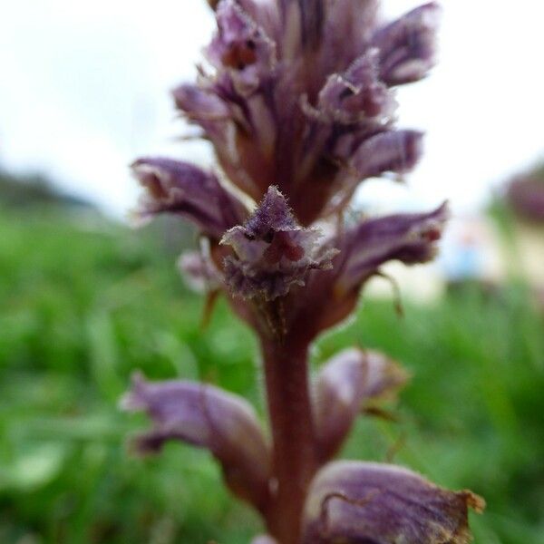 Orobanche minor Virág