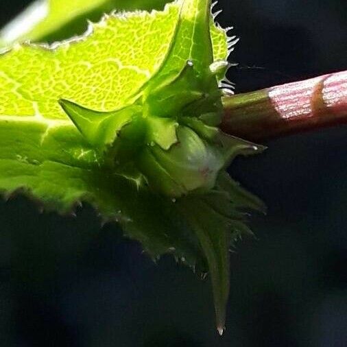 Campanula glomerata 葉