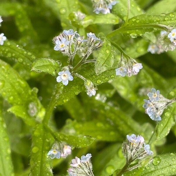 Myosotis arvensis Flor