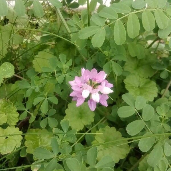 Coronilla varia Flower