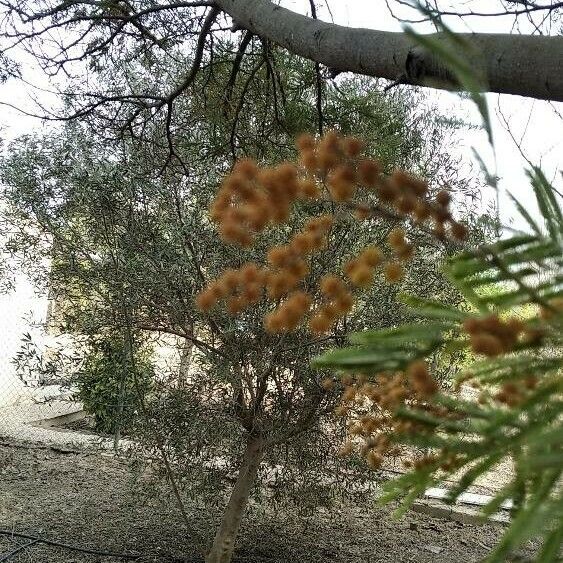 Acacia mearnsii Blomst