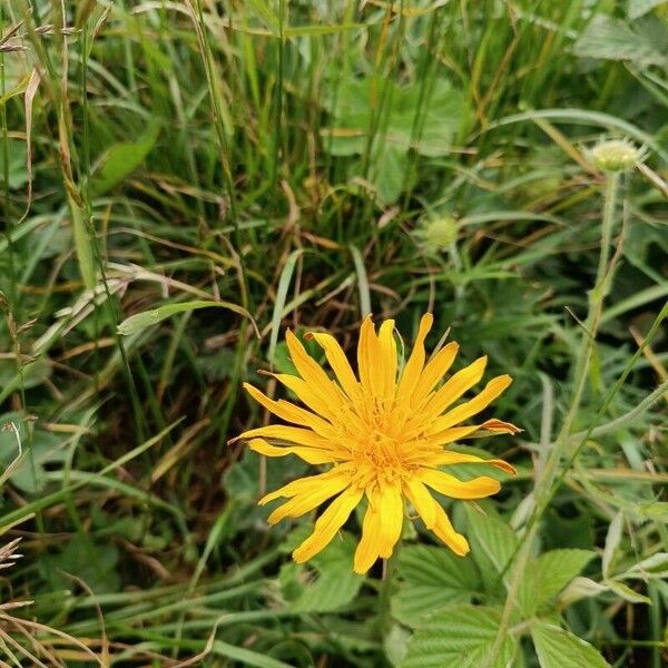 Tragopogon pratensis Virág