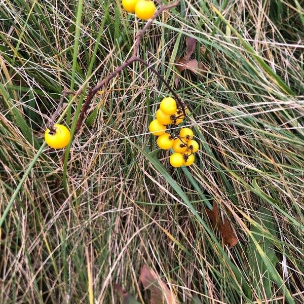 Solanum carolinense 果實