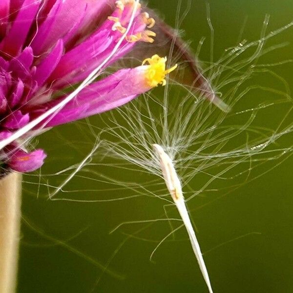 Gomphrena globosa Fruto