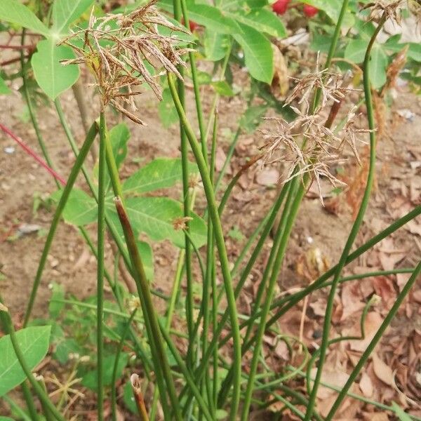 Cyperus articulatus 葉