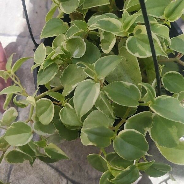 Peperomia serpens List