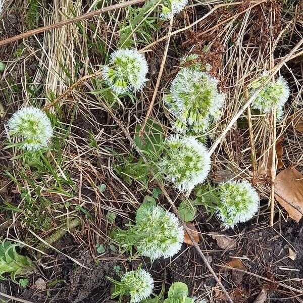 Petasites albus Flower