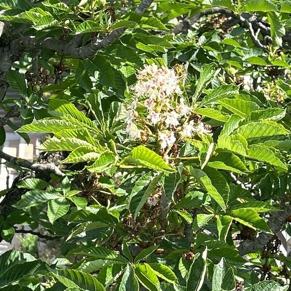 Aesculus turbinata Flor