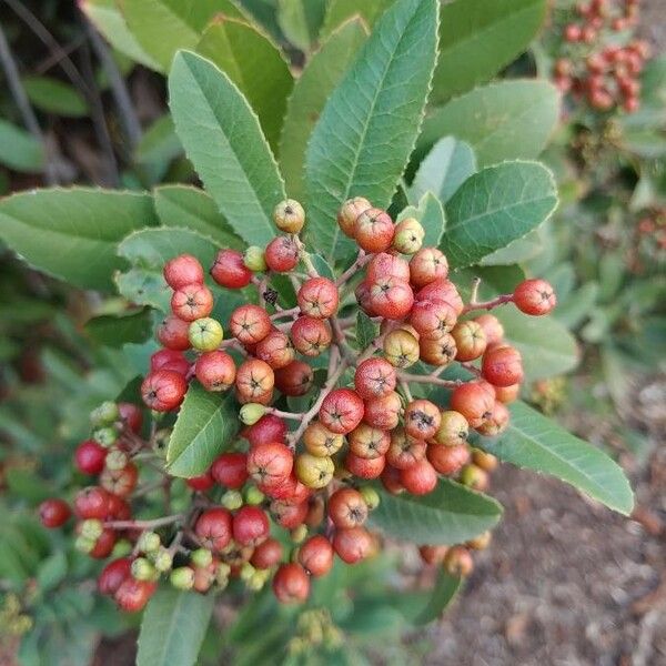 Photinia arbutifolia 葉