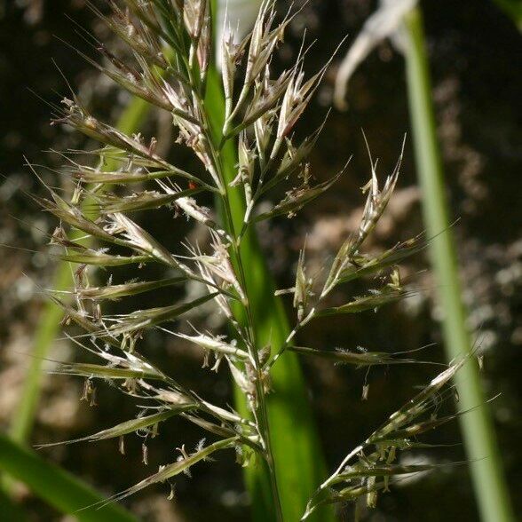 Vulpia ligustica Blomst