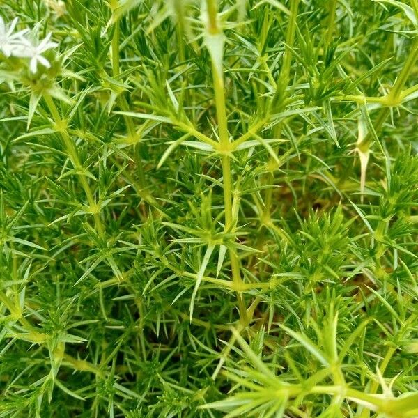 Drypis spinosa Leaf