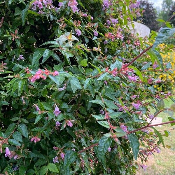 Abelia x grandiflora Blad