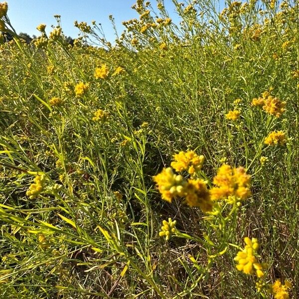 Euthamia occidentalis Flor