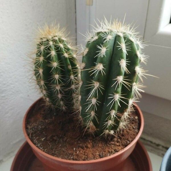 Echinocereus coccineus List