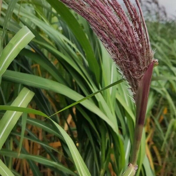 Miscanthus × longiberbis Fruit