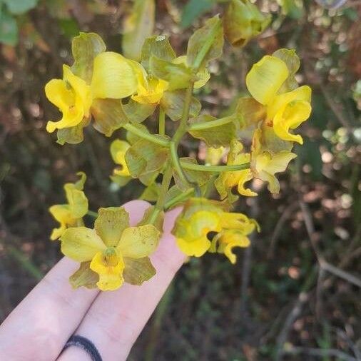 Cyrtopodium andersonii Blüte