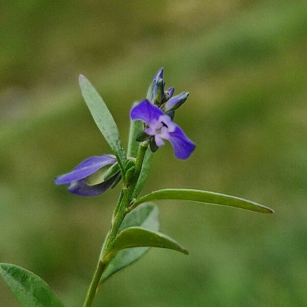 Polygala serpyllifolia Bloem