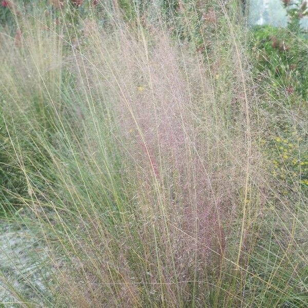 Muhlenbergia capillaris Lehti