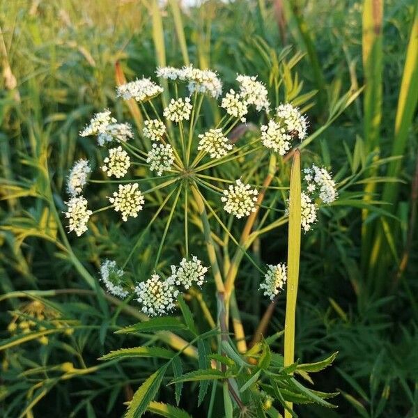 Cicuta virosa ᱵᱟᱦᱟ