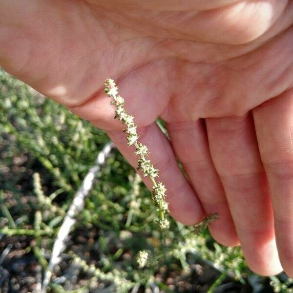 Atriplex littoralis Blüte