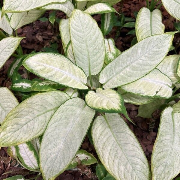 Dieffenbachia seguine Blad