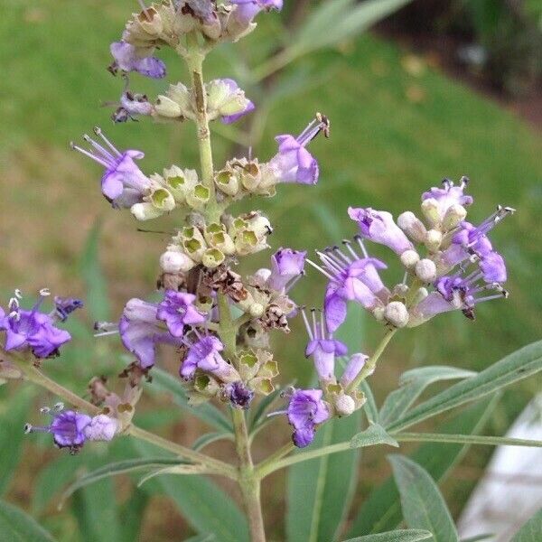 Vitex agnus-castus Flor