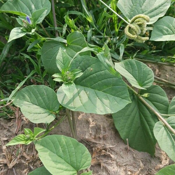 Jacquemontia tamnifolia Blad