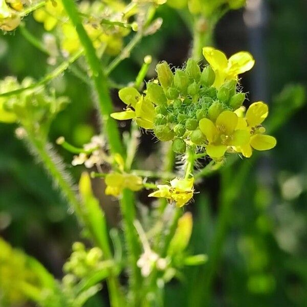 Sisymbrium loeselii ফুল