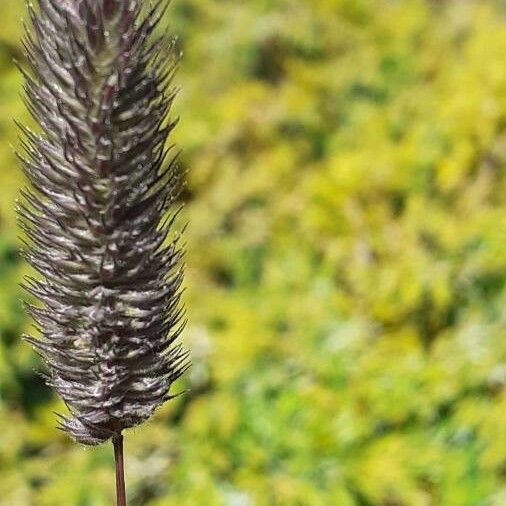 Phleum alpinum Flower