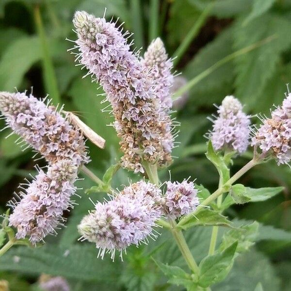 Mentha longifolia Flower